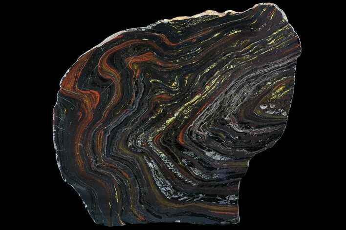 Polished Tiger Iron Stromatolite - ( Billion Years) #69780
